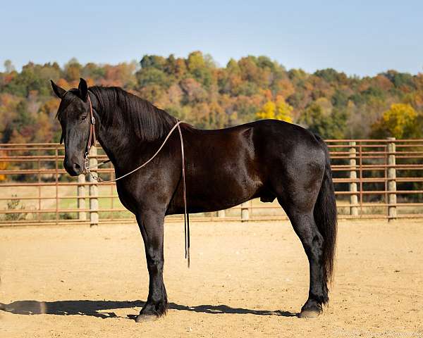 athletic-percheron-horse