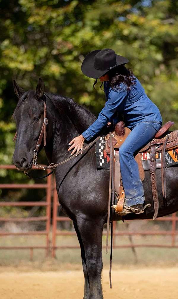 flashy-percheron-horse