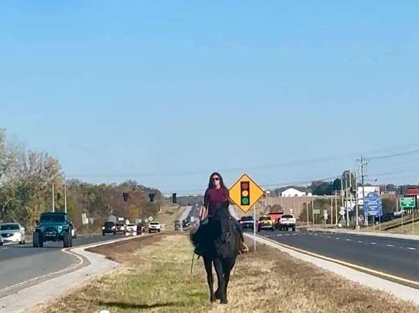 ranch-work-percheron-horse