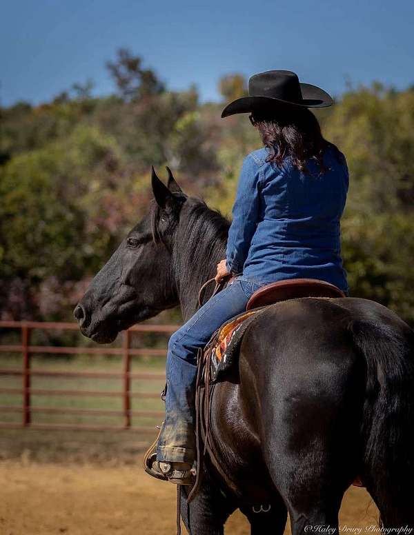 black-percheron-gelding