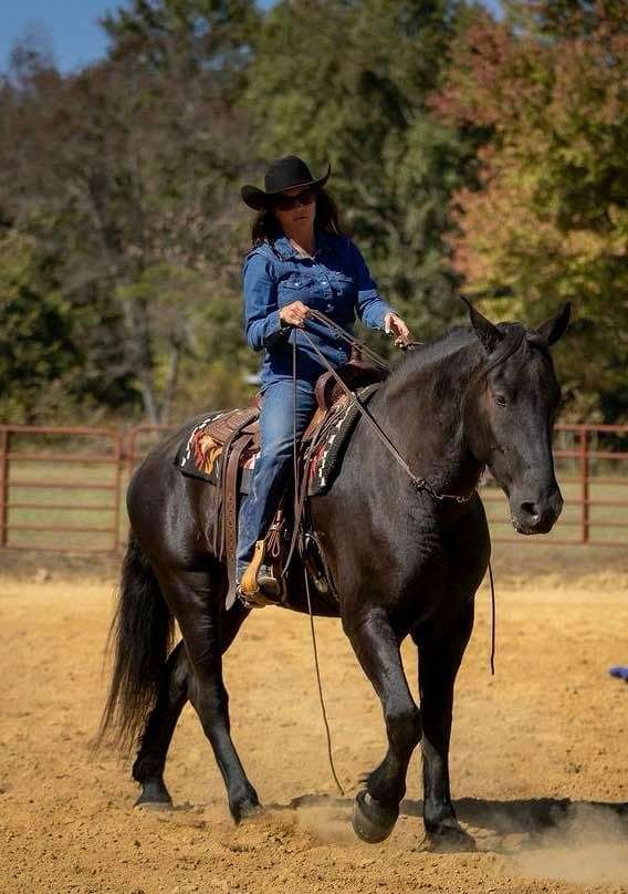 trail-riding-percheron-horse