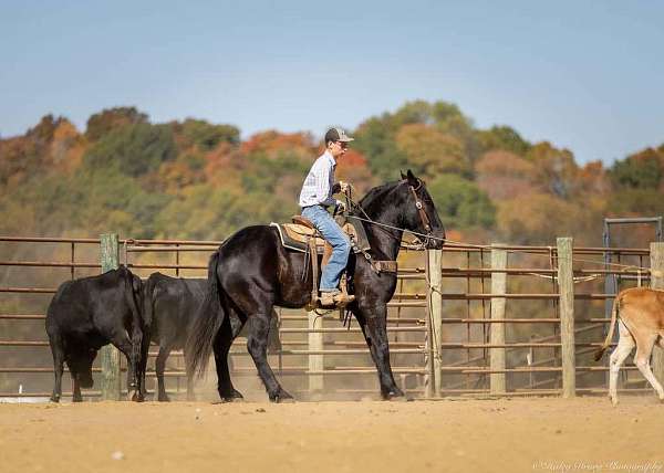 ridden-western-percheron-horse