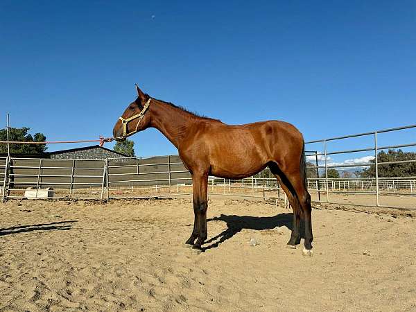 andalusian-filly