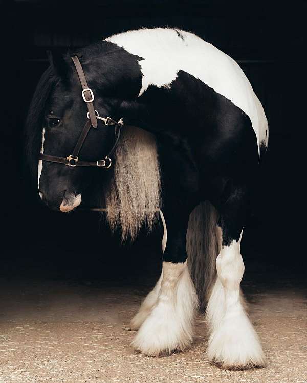 arizona-gypsy-vanner-horse