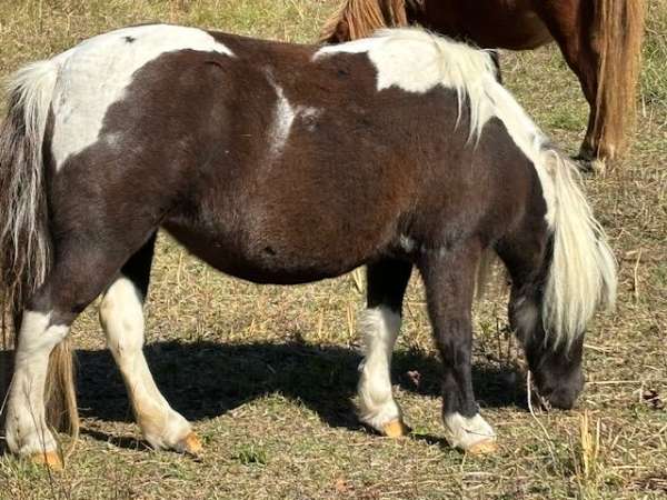 homozygous-stallion-pinto-horse