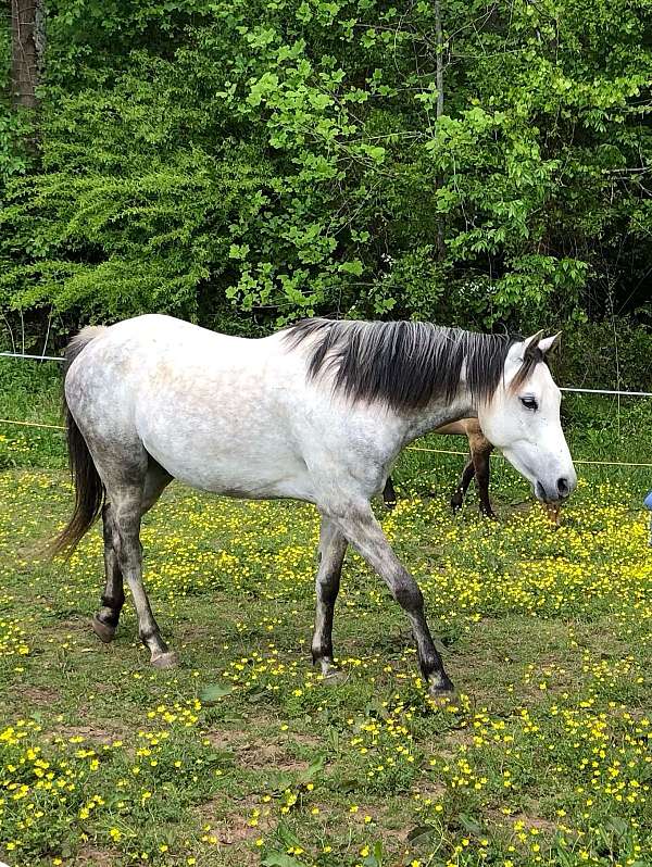 grey-arabian-gelding