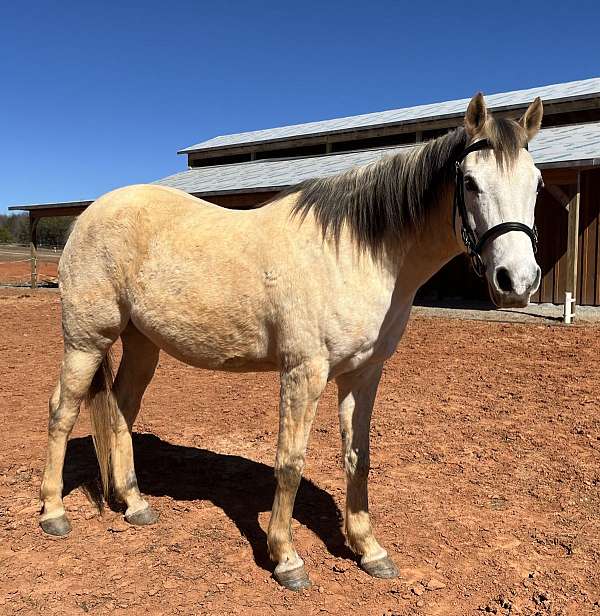 grey-arabian-gelding