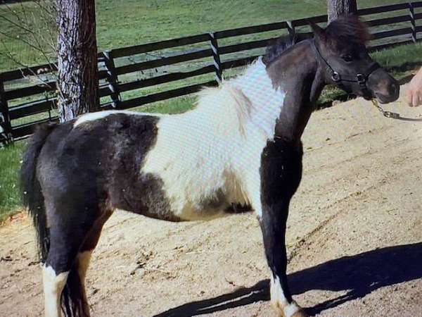 bred-to-miniature-horse