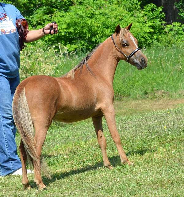 sorrel-breeding-double-registered-horse