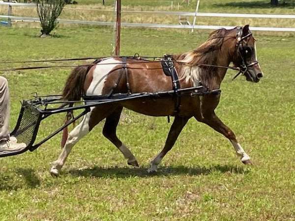 buckskin-amha-amhr-foal