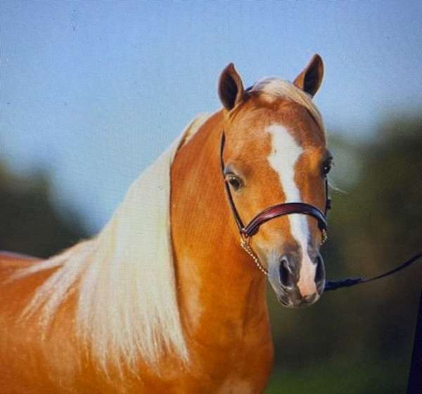 breeding-double-registered-stallion