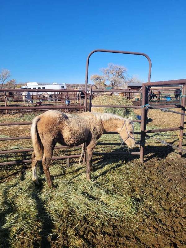 palomino-aqha-colt-weanling