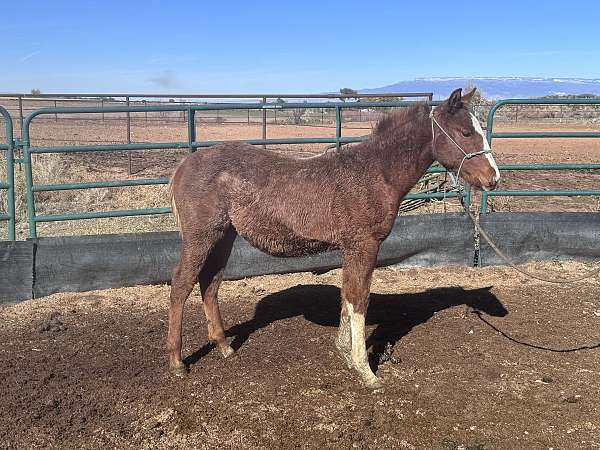 red-roan-roan-rabicano-horse