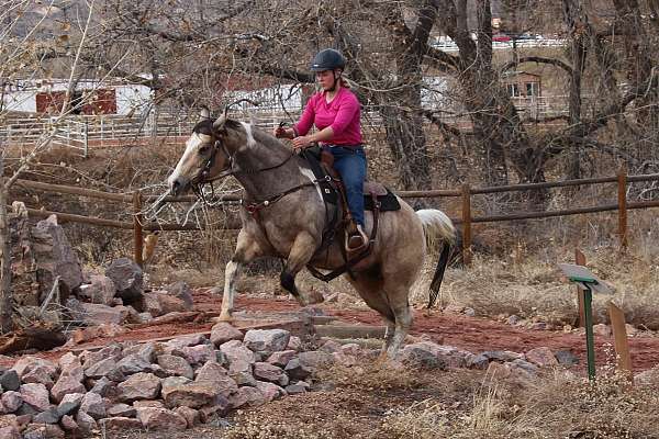 athletic-paint-horse