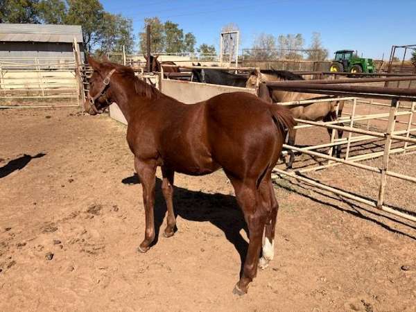 sorrel-star-sock-horse