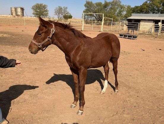 barrel-quarter-horse