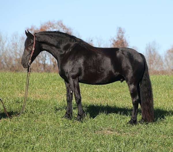 black-none-horse