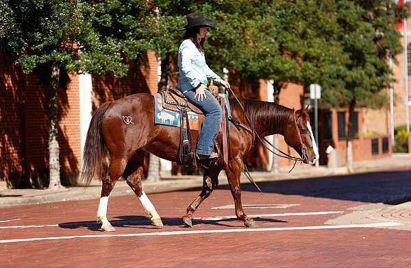 auction-quarter-horse