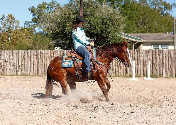 beginner-quarter-horse