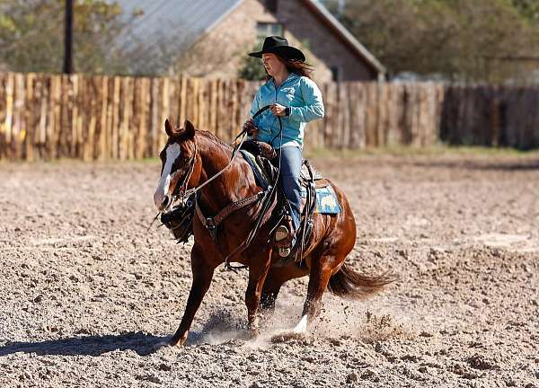 beginner-safe-kid-pony-quarter-horse