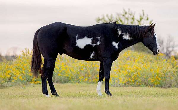 black-overo-blaze-horse