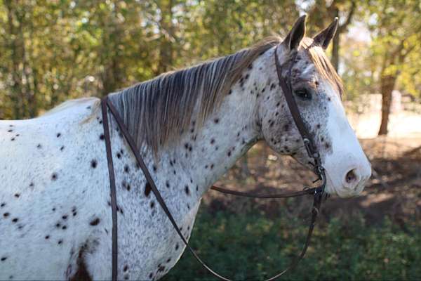 auction-quarter-horse