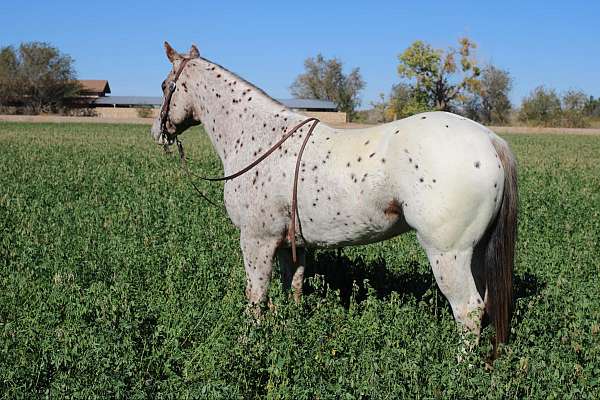 available-quarter-horse