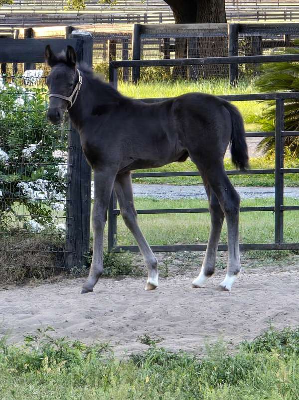 1-front-sock-two-rear-horse