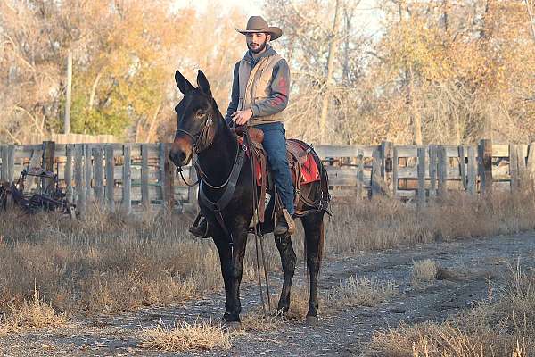 beginner-safe-quarter-horse