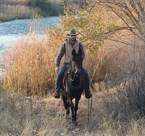 trail-quarter-horse