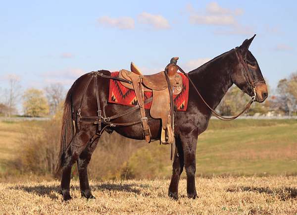 mule-quarter-horse