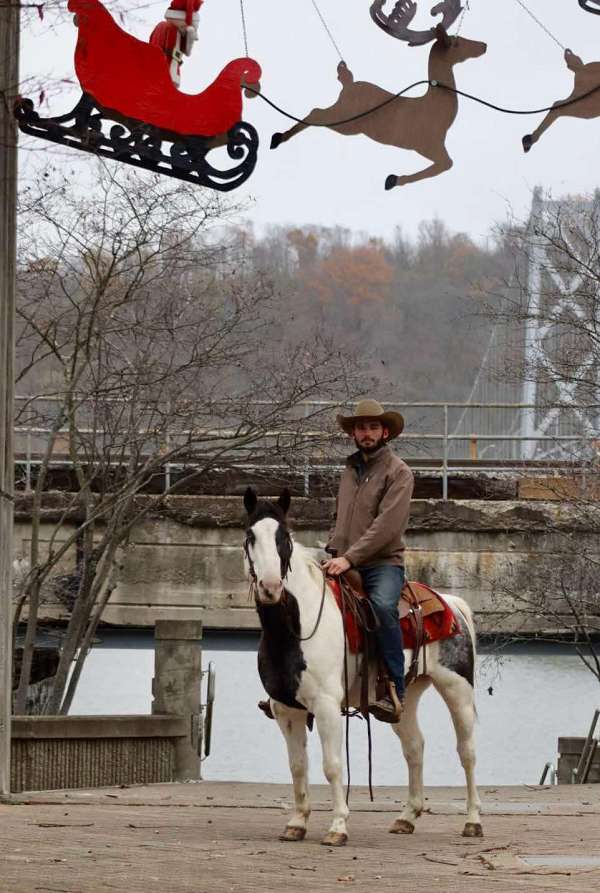 head-shaking-quarter-horse