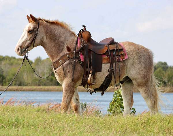 beginner-safe-quarter-horse