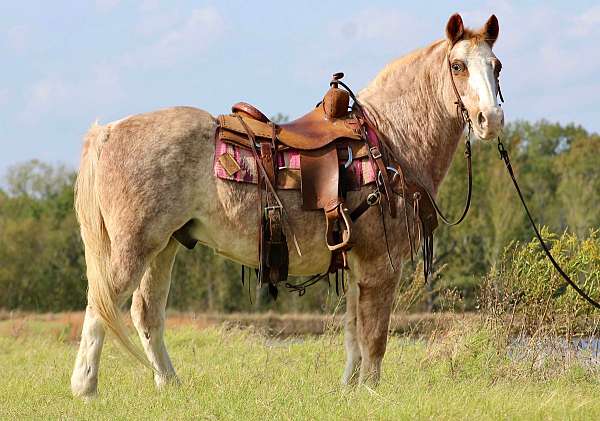 red-roan-blaze-horse