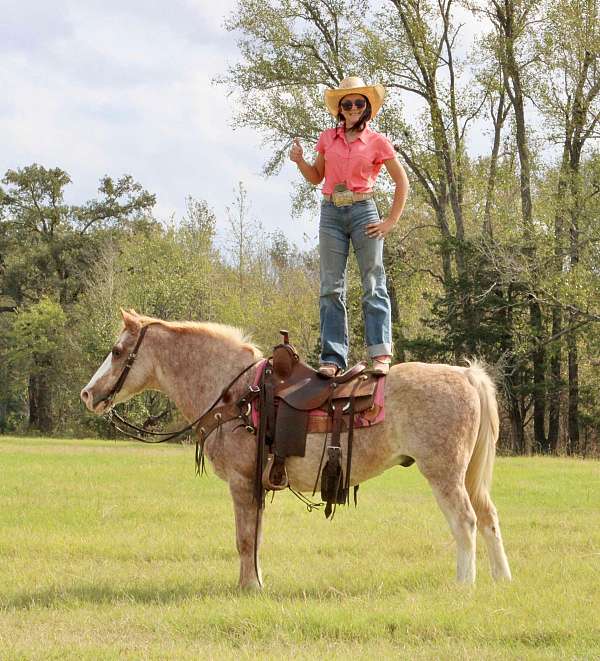 family-horse-quarter