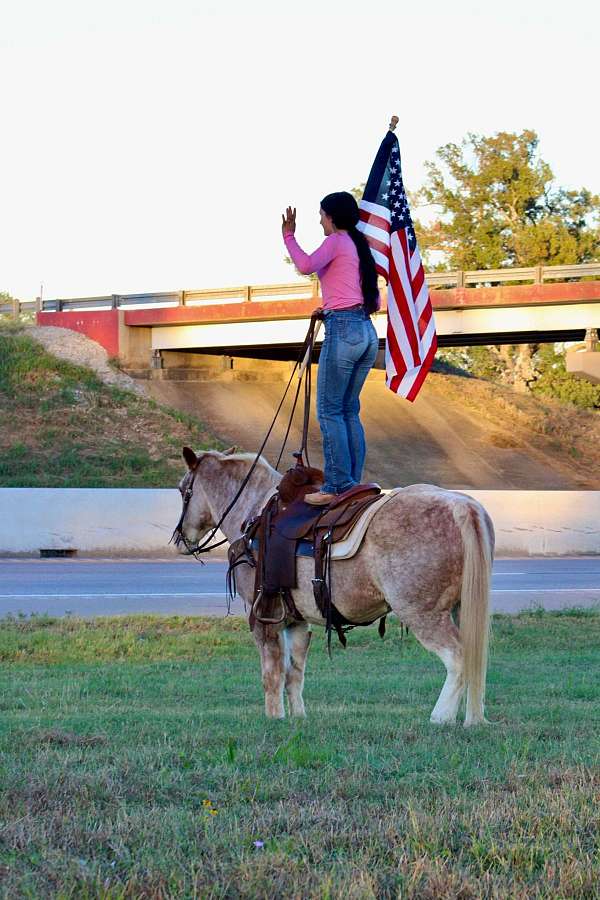 beginner-quarter-horse