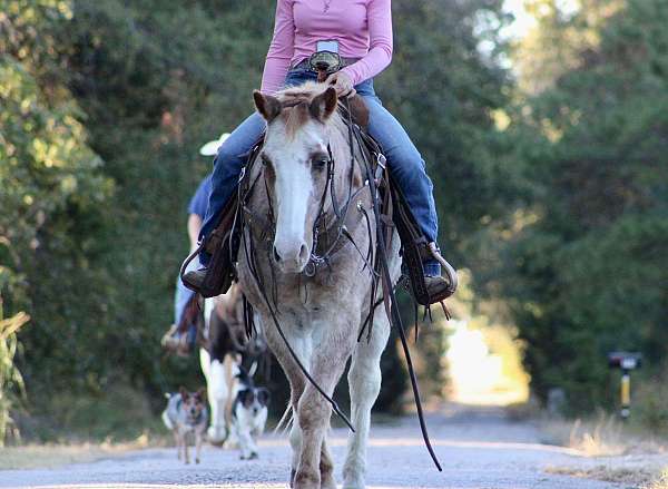 calf-roping-quarter-horse