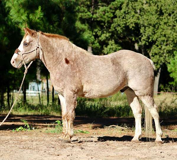 husband-safe-quarter-horse