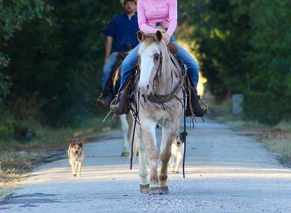 kid-safe-quarter-horse