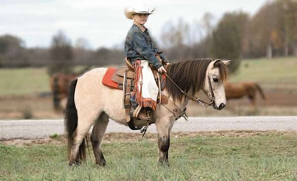 ranch-work-quarter-horse