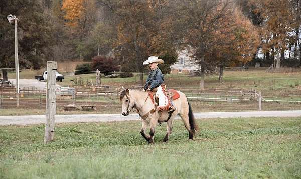 beginner-quarter-horse