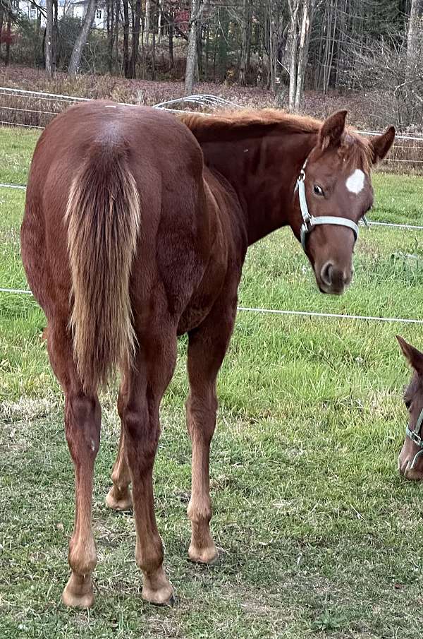 quarter-horse-colt