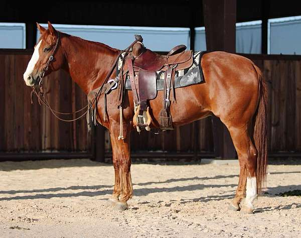 chestnut-blaze-horse