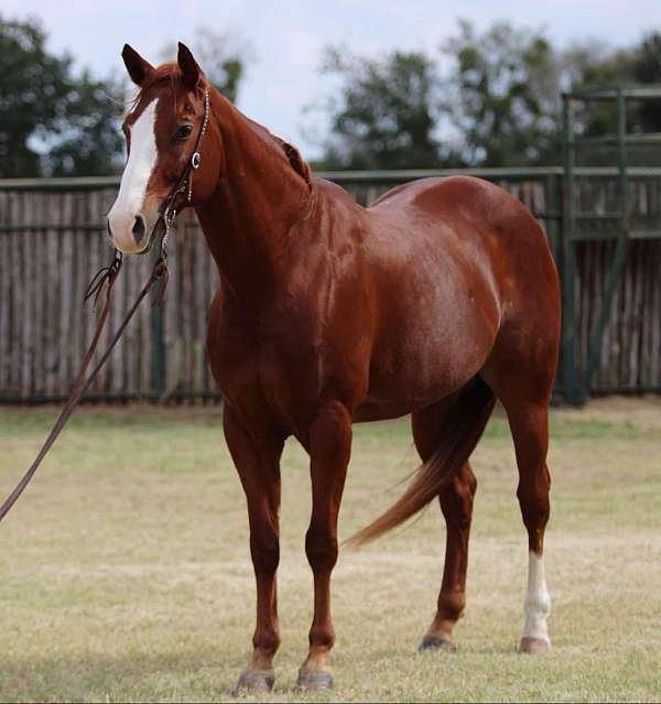 ranch-work-quarter-horse