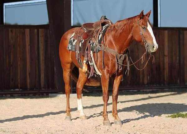 beginner-safe-quarter-horse