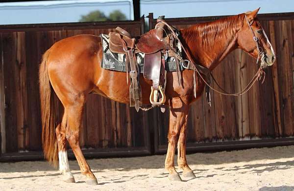 family-horse-quarter