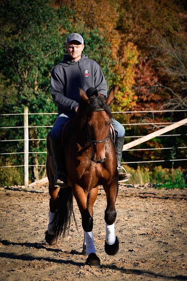 quarter-horse-friesian