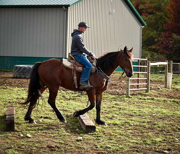 beginner-safe-friesian-horse