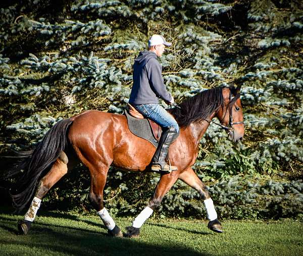 ranch-work-friesian-horse