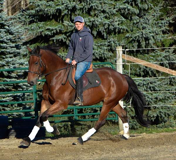 all-around-friesian-horse